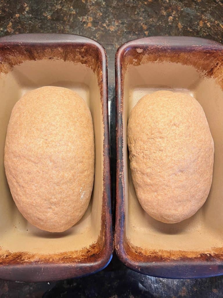 two loaves of bread dough in pans
