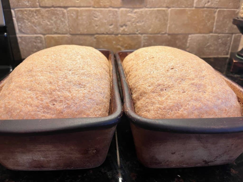 risen bread dough in pans
