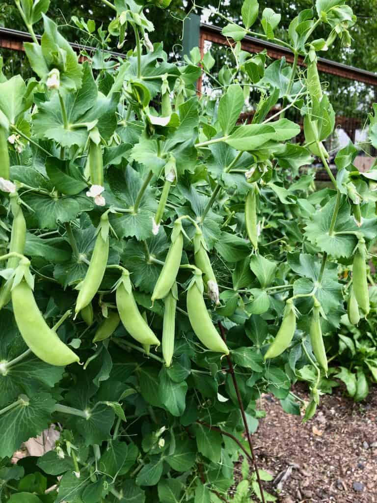 Sugar snap peas from seed