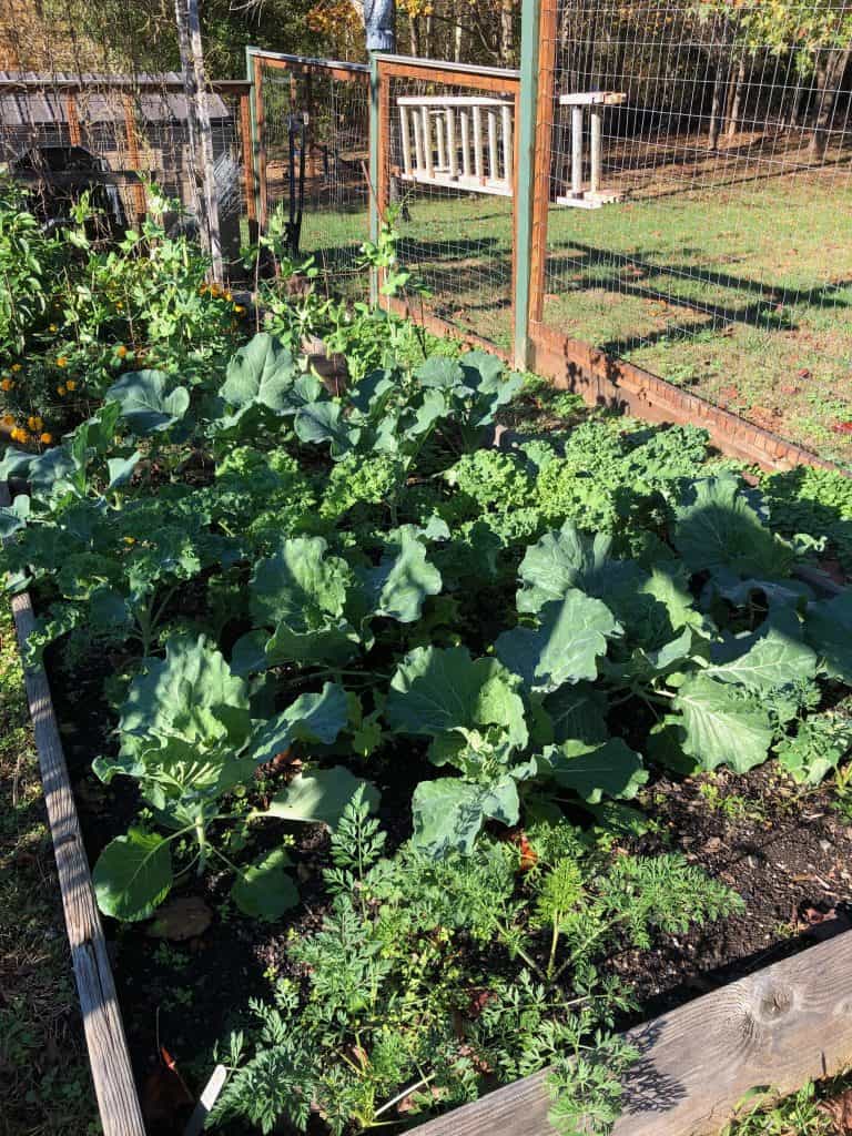 raised bed with broccoli, kale, cabbage and carrot plants
