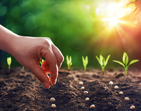 close-up of person planting seeds in garden with sprouts coming out of soil
