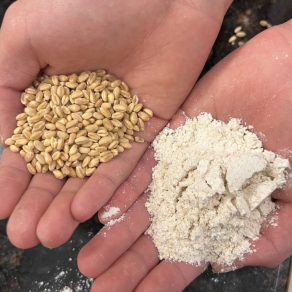 two hands, one holding whole wheat kernels, the other holding flour