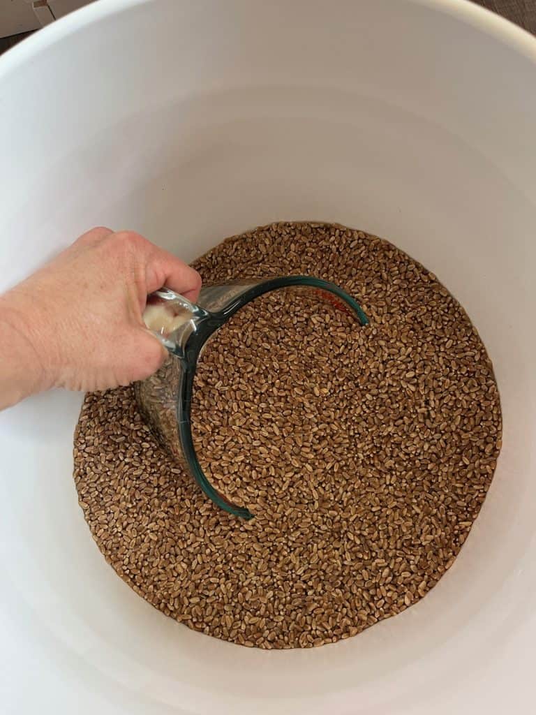 measuring cup scooping out wheat berries from bucket