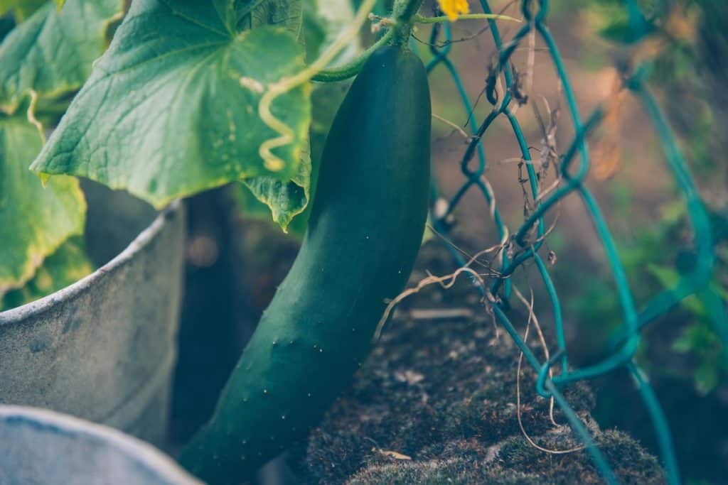 cucumber on the vine